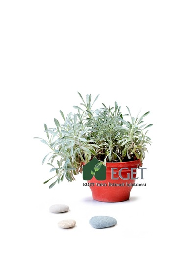 Eget Kül Gazanya Gazania Tomentosa