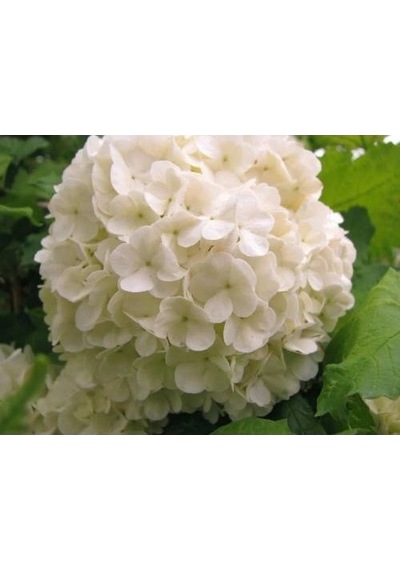 Kartopu Çiçeği Fidanı Beyaz 40-60 Cm