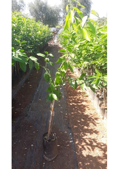 Tüplü Fidan Okitsu Mandalina Fidanı