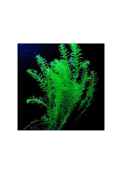 Elodea Species 5 Kök - Eledoa Canlı Bitki Çok Renkli