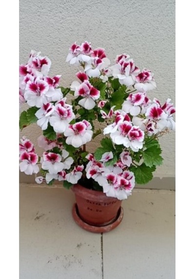 Ceylan Gözlü Sardunya Fidanı Mor Beyaz 10-20 Cm