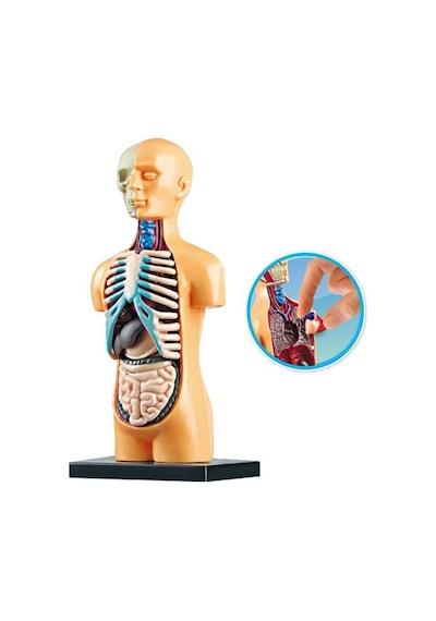 Minyatür İnsan Gövdesi 7 Parça Takılabilir Organ Anatomisi Vücut Tanıma Eğitim Seti 15 Cm