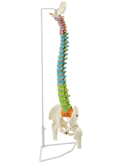 Femur Başlı Esnek Didaktik Omurga Modeli, 85 Cm - Omurga Maketi 01
