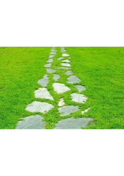 Çim Tohumu 500 Gr 4 Karışım Çim Tohum Basmaya Dayanıklı Çim Tohumu Susuzluğa Dayanıklı Bahçe Çim