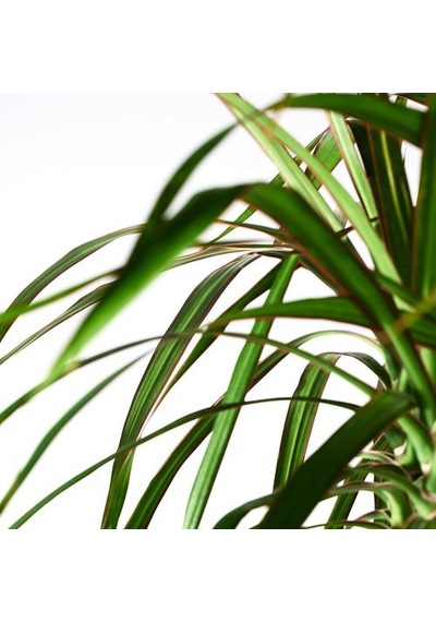 Ikea Dracaena Margınata Canlı Bitki, Yeşil, 19 Cm, 2 Dal Dragon Ağacı