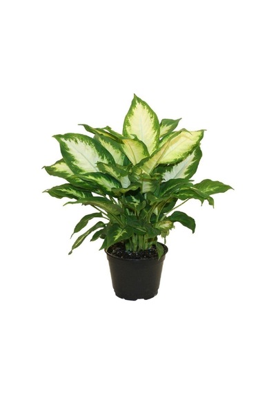 Dieffenbachia Camilia Bitkisi 40 Cm Ev Bitkisi Ofis Bitkisi Salon Bitkisi