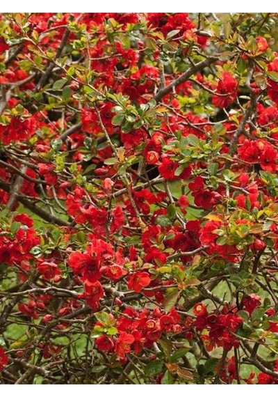 Canlı Kırmızı Renk 1 Adet Bahar Dalı Çiçeği Fidanı 40-60cm Saksılı Spring Branch Flower