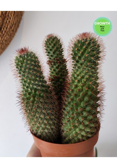 Mammillaria Spinosissima Group 1 Adet