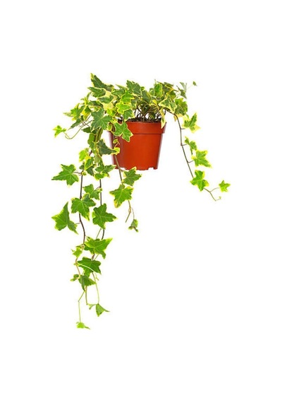 2'li Set Sarı Alacalı Hedera Helix Sarmaşığı Pembe Karanfil Fidanı Dış Mekan Bitkisi