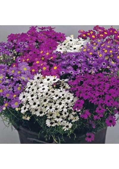 White Splendour Brachycome Çiçeği Tohumu 200 Tohum