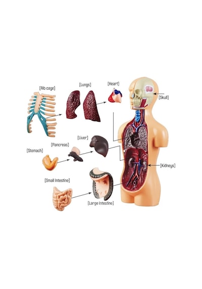 Minyatür İnsan Gövdesi 7 Parça Takılabilir Organ Anatomisi Vücut Tanıma Eğitim Seti 15 Cm