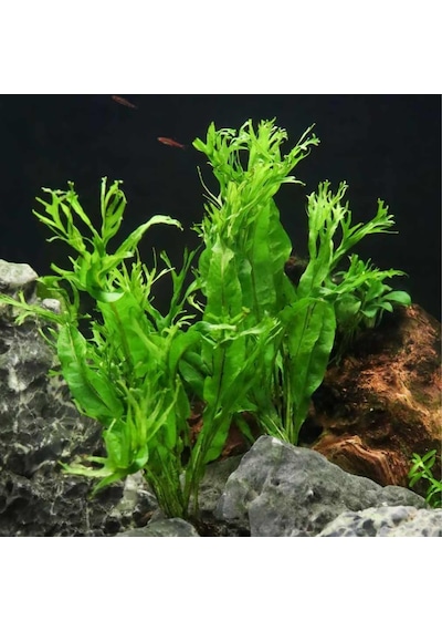 Özel Tür İthal Windelov Java Fern 1 Kök Kolay Ve İhtişamlı Akvaryum Bitkisi Canlı Akvaryum Bitk