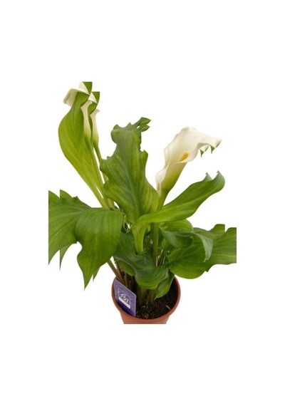 Gelin Çiçeği Gala Çiçeği Fidanı Beyaz 10-20 Cm