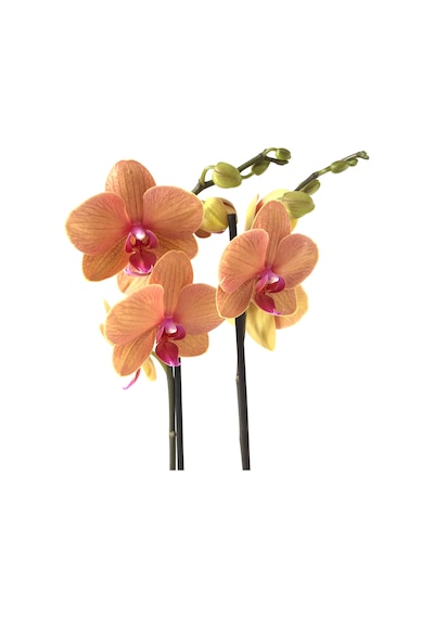 Phalaenopsis 'Golden Brick' (Turuncu Orkide) Ø12 CM 70-80 CM