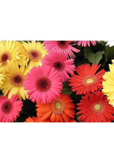 PLANTTECH Plant-Cu (5 lt)-%6 Sıvı Bakır -