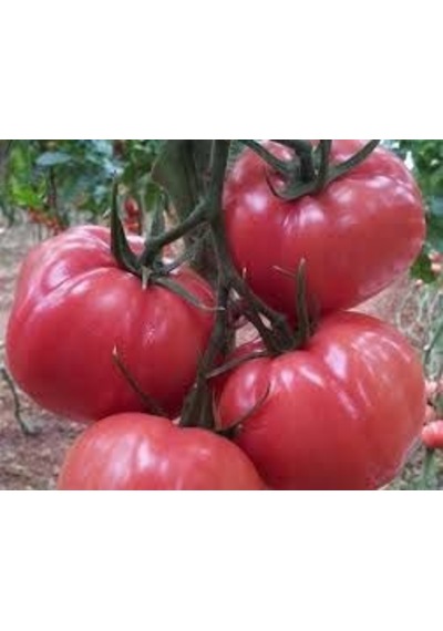 25 Adet Nadir İri Pembe Domates Tohumu + Sebze Tohumu
