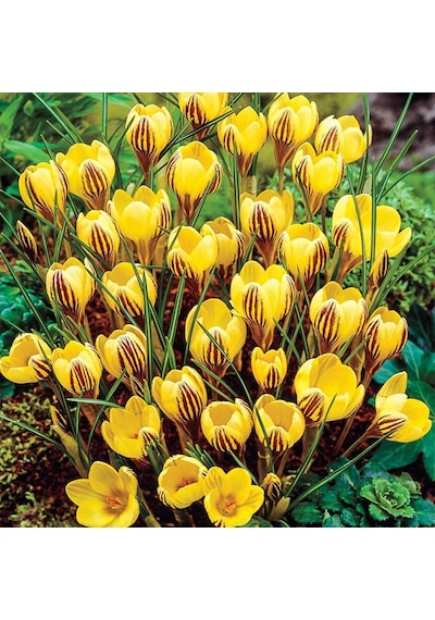 FChrysanthus SarıMor Çizgili Çiğdem Soğanı5 Adet