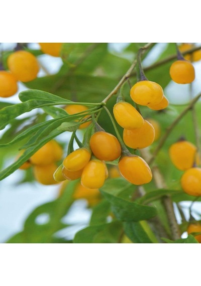 Tüplü Şifalı Özel Çeşit Sarı Amber Goji Berry Kurt Üzümü Fidanı