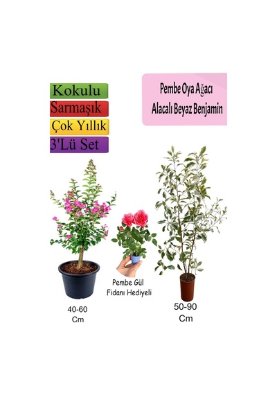 Pembe Oya Ağacı+ Alacalı Beyaz Benjamin+ Pembe Gül Fidanı Hediyeli