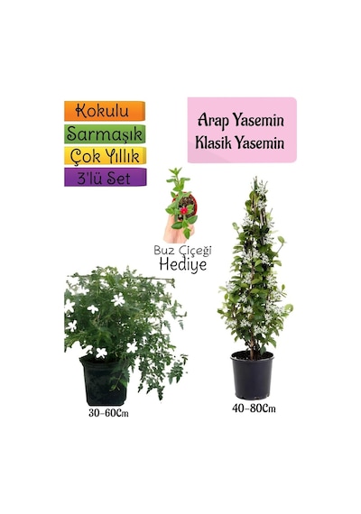 Kokulu Arap Yasemini+klasikyasemin+buz Çiçeği 3'lü Bahçe Seti