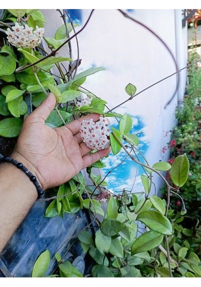 Saksılı Mum Çiçegi Hoya Cornosa