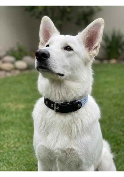 Köpek Boyun Tasması Ayarlanabilir Küçük, Orta, Büyük Ve Çok Büyük Irk Örgü Kolon & Deri