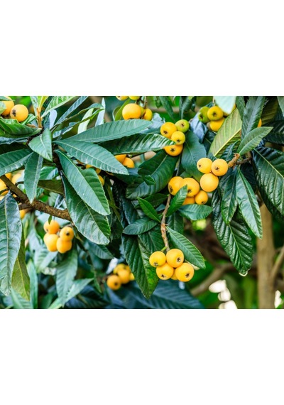 Malta Eriği - Yeni Dünya Fidanı 3 Adet Eriobotrya Japonica