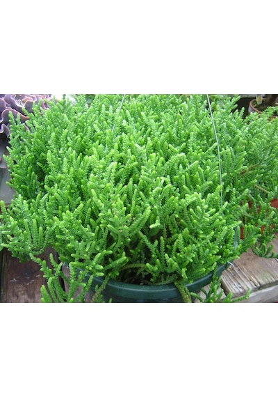 PRENSES ÇAMI CRASSULA MUSCOSA 135 ADET