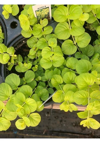 Çiçek Açan Sarı Kız Altın Kolye Çiçeği 1 Adet 30-40cm Lysimachia Nummularia