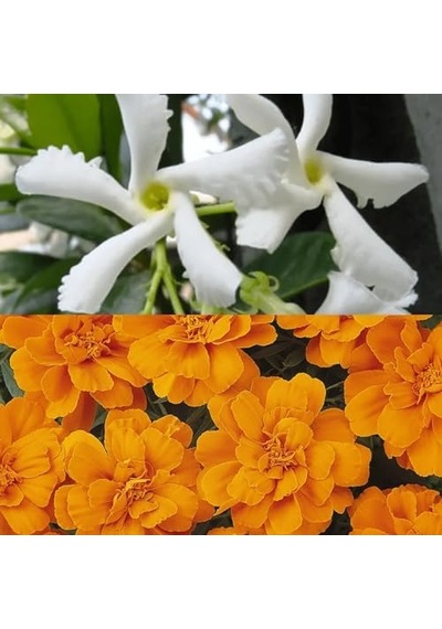 Saponificio Artigianale Fiorentino Sabun 100 Gr - Jasmine And Tangerine