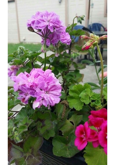 Saksılı Lila Sardunya Çiçeği 10-20 Cm Potted Lilac Geranium Flower