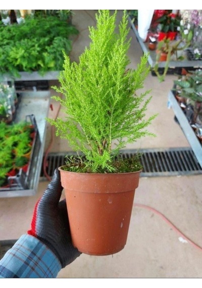 Videolu Limoni Servi Çam Fidanı Salon Çamı 30 40 Cm 1 Adet Saksılı Cupressus Macrocarpa