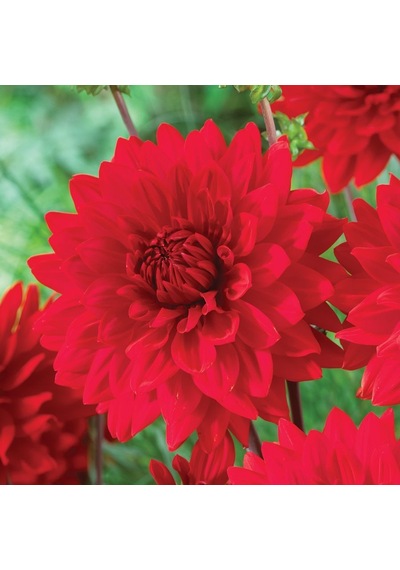 Büyük Çiçekli Garden Wonder Dahlia Yıldız Çiçeği Yumrusu 1 Adet