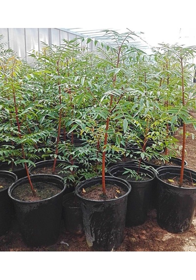 Tüplü Ucb 1 Antep Fıstığı Anacı Fidanı 10 Adet