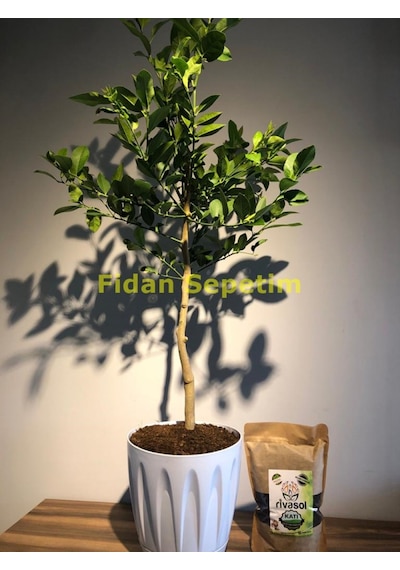 Dekoratif Saksılı Tijli Limon Fidanı