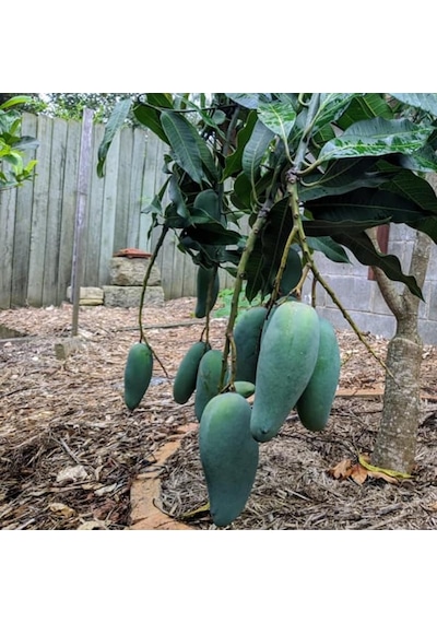 Aşılı Keo Mango Fidanı - 2 Yaş - Tüplü 60-70 Cm - En Erken Meyve Veren Verimli Egzotik Çeşit