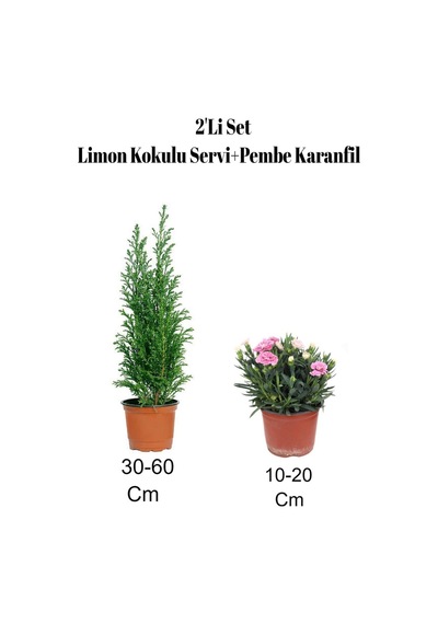 2'li Set Limon Kokulu Servi Fidanı+ Karanfil Çiçeği Dış Mekan Bitkisi