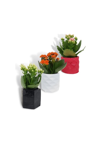 Kalanchoe 3'lü Set | Dekoratif Saksıda