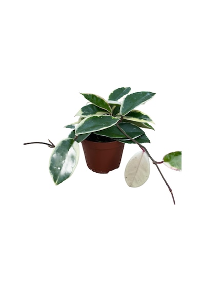 Hoya Carnosa 'variegata' Mum Çiçeği Ø8,5 Cm Y10-15 Cm