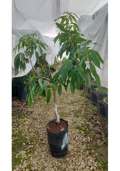 Aşılı Liçi Fidanı 9 Yaş 150 Cm