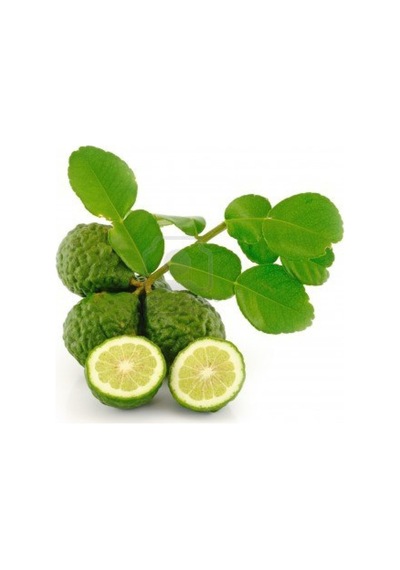 5 Yaş Aşılı Kaffir Lime Limon Fidanı. Torbada