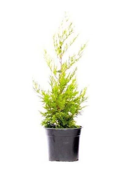 Videolu Mis Kokulu 1 Adet Sarı Leylandi Fidanı 40-60cm Saksılı Yellow Leyland Sapling