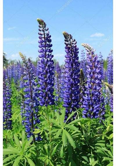Tohum Dünyam 5 Adet Lupin Blue Flame Giant Tohumu