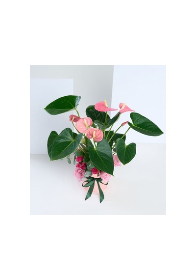 Pembe Antoryum Çiçeği - 939442402