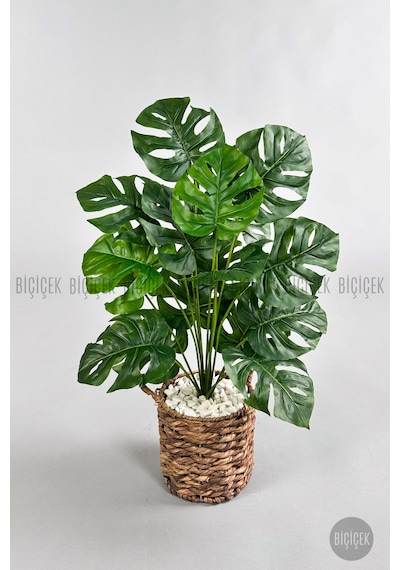 Yapay Monstera Deve Tabani 65 Cm Demi R Destekli Kulplu Hasir Saksıda Krem