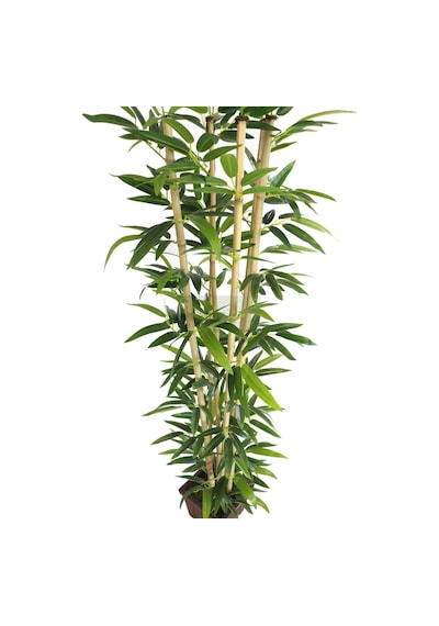 Yapay Bambu Ağacı Tekli Premium Yapraklı 170cm 6 Gövdeli