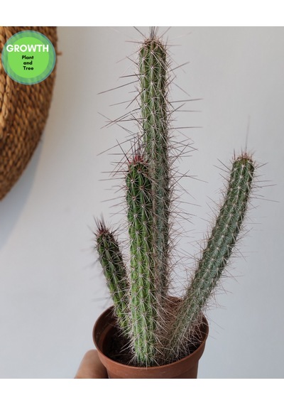 Peniocereus Serpentinus Kaktüs 1 Adet