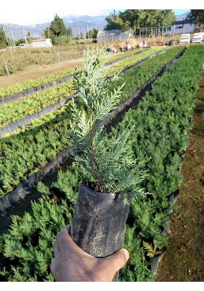 Leylandi Fidanı, 10 Adet Torbada 30 Cm Üzeri