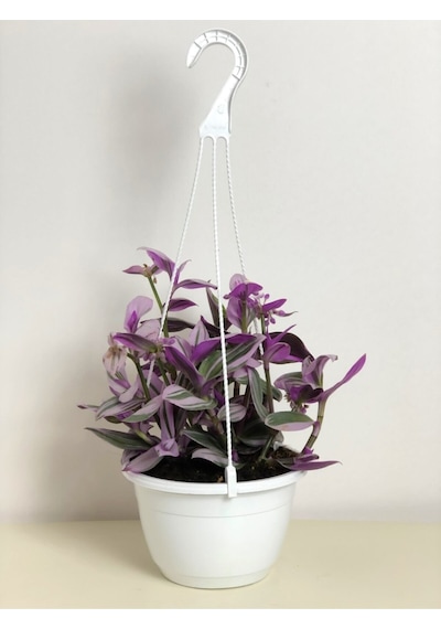 Tradescantia Nanouk Pembe Telgraf Çiçeği
