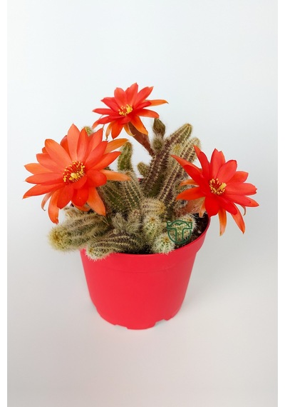 Echinopsis Chamaecereus Yılan Kaktüs Parmak Kaktüs Kırmızı Çiçek